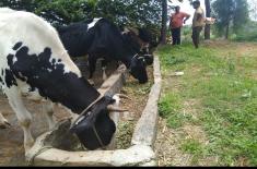 Go Bhojana 1 Day Meals per Cow