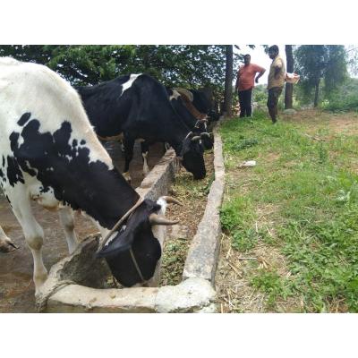 Go Bhojana 1 Day Meals per Cow